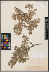 Salix bebbiana Sarg.